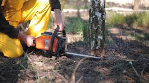 How Our Tree Care Process Works  in Leland, NC